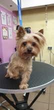 Yorkshire Terrier davor